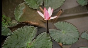 cropped-lotus-photo-22